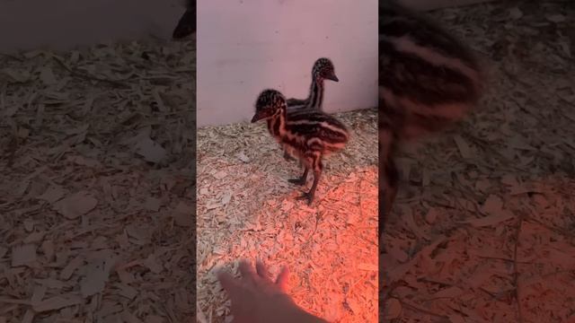 🦖 A Baby Story 🦖 смотреть онлайн