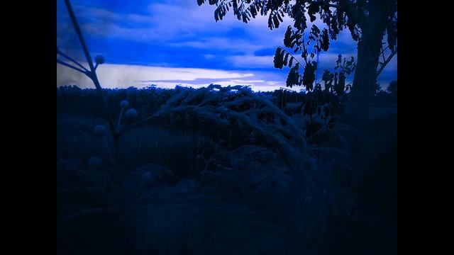 Meditasi Suara Alam Di Malm Hari Suara Jangkrik Suara Katak