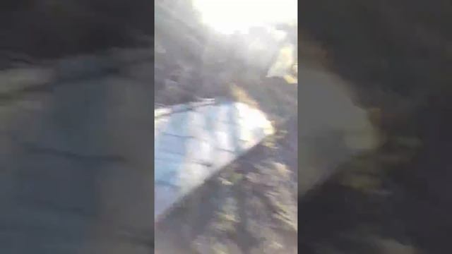 Как собака бегает по огороду смотреть онлайн