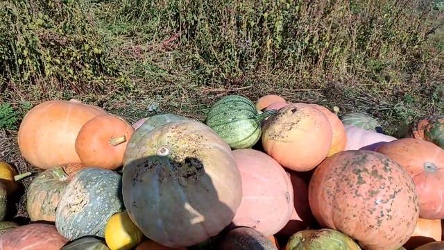 Заготовка сочных кормов для коровы.Содержание крс.Осенний огород.Уборка тыквы.Жизнь в деревне. смотреть онлайн