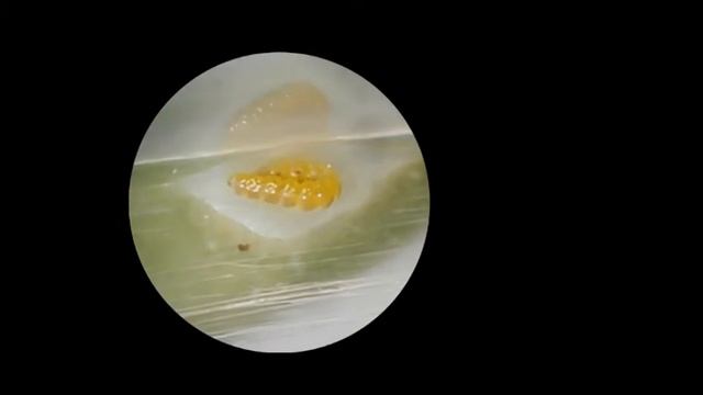 Bucculatrix, tissage de l'abri de mue смотреть онлайн
