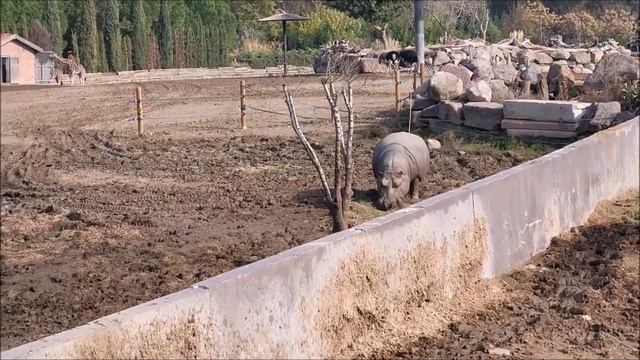African Animals. Giraffes, Elephants. Hippos, Lemurs, Monkeys. Zebras. Ostriches. Lions. In Izmir смотреть онлайн