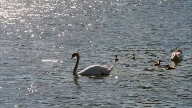 Звук лебедя