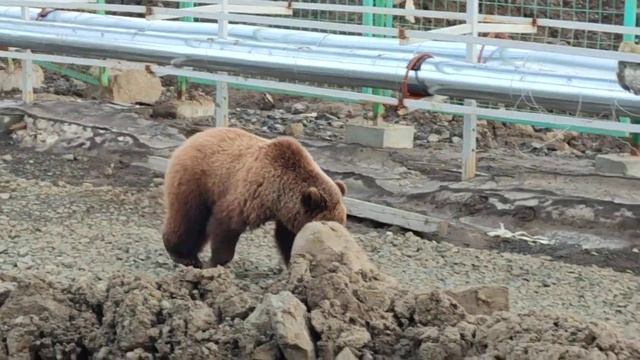 Виталий Гаев, Норильск, медведь. смотреть онлайн