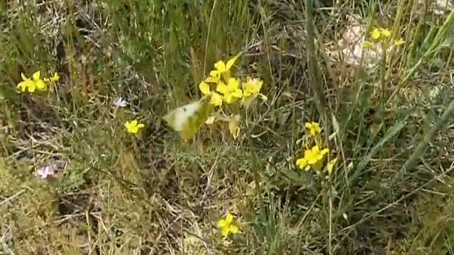 Anthocharis damone Boisduval, 1836 (03) смотреть онлайн