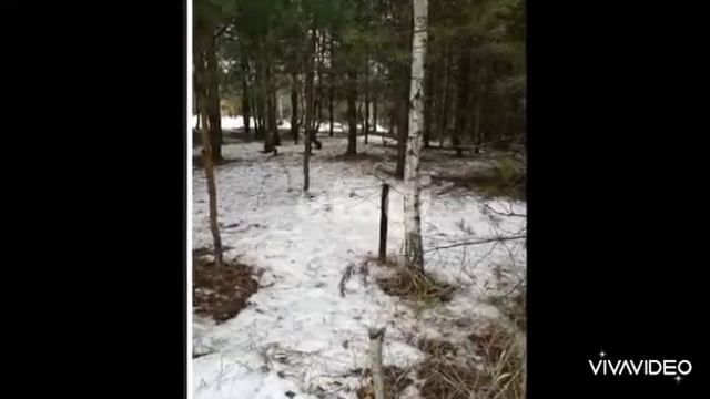 снт лесное смотреть онлайн