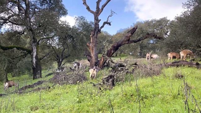 Morning Grazing Meditation with Goats and Emu смотреть онлайн
