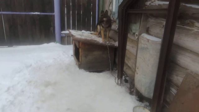 Немецкая овчарка