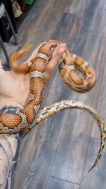 маисовый полоз 4 года смотреть онлайн