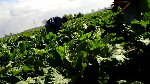 In acord la rabarbura 2 смотреть онлайн