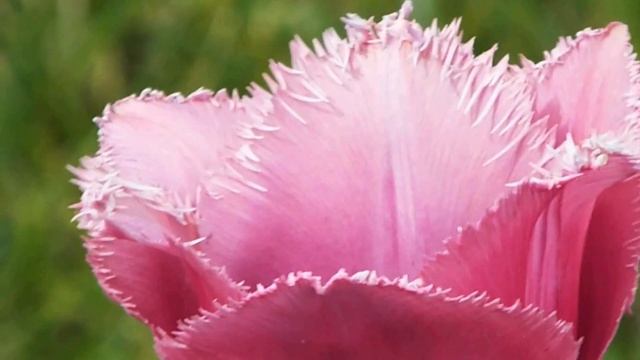 ВИДЕО   ЦВЕТЫ   ДРУГИЕ   ПВН   А   382