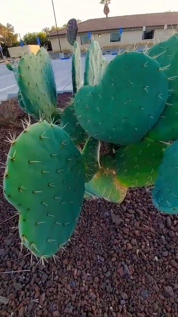 КАКТУСЫ ГИГАНТЫ... GIANT CACTUS/ ЦВЕТЫ КАЛИФОРНИИ смотреть онлайн