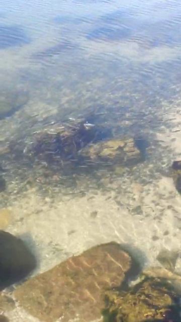 Пеленгас. Азовское море. Бердянск смотреть онлайн