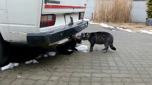 Драки котов