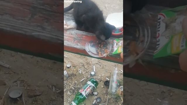 Котик милые котята. Милое видео с забавным котёнком на улице смотреть онлайн