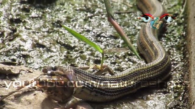 Snake Eats Frog Close Up - Nature Shots Video смотреть онлайн