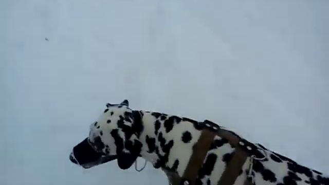 Прикольная сабака