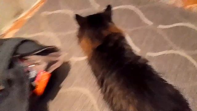 Кот Марс. Оценил подарок. Вопли. Ласковый и пушистый. смотреть онлайн