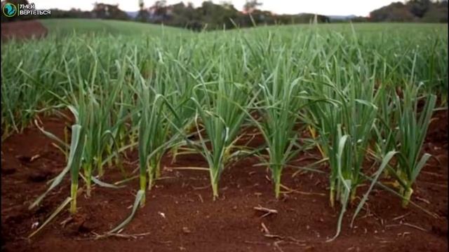 Выращивание чеснока как бизнес. смотреть онлайн