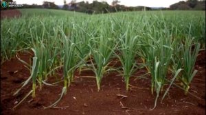 Выращивание чеснока как бизнес.