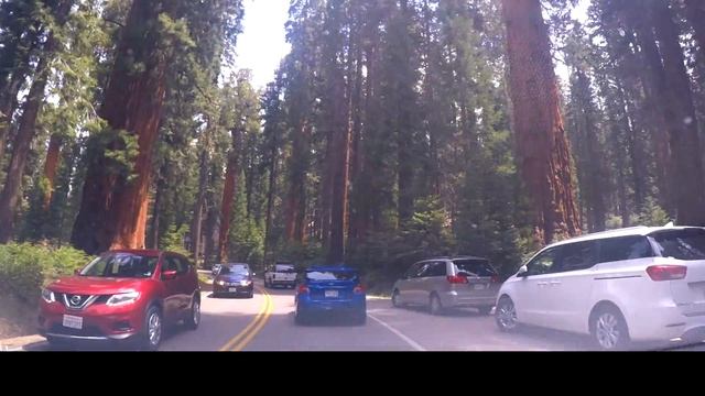 Driving through Sequoia and Giant Forest. смотреть онлайн