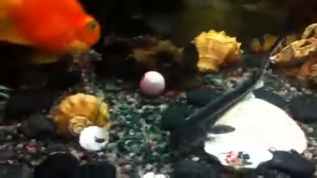 Аква смотреть онлайн