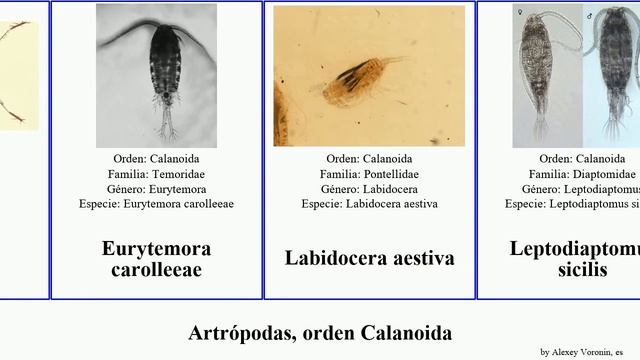 Artrópodas, Orden Calanoida Minor Castor Arthropoda Calanidae Carolleeae Stephos Mood Diaptomus
