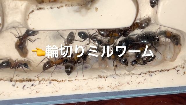 ムネアカオオアリ２号女王アリの状況！　飼育部屋が３つになりました♪　初めてのアリ育日記20210717