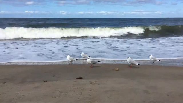 Чайки и море смотреть онлайн