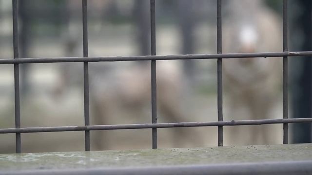 【Grevy's Zebra】Peppy Baby【Kyoto City Zoo】