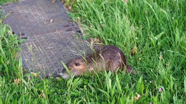 Large Nutria Feasting on Fresh Grass (Coypu, Ragondin, Swamp Rat, Large Rodent) 【大河鼠吃草】 смотреть онлайн