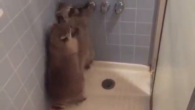 Всем милоты ^^ смотреть онлайн