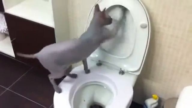 Кот красава