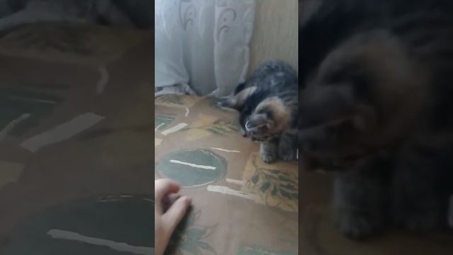 Киса ест кальмар))) смотреть онлайн