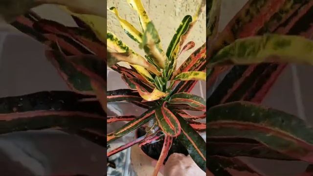 24 июля 2022 г.