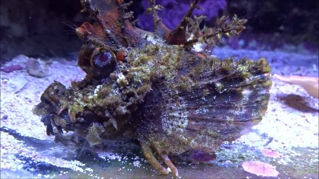 Teufelsfisch - Inimicus didactylus смотреть онлайн