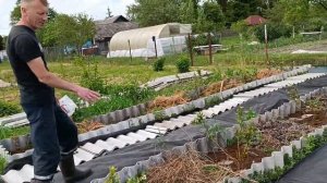 Обзор участка с голубикой: между рядами уложены старые агроткань и геотекстиль. Польская подкормка.