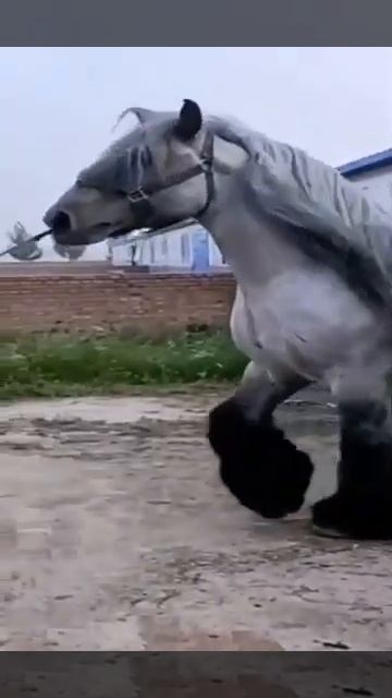 Лошади тяжеловозы. 🫶 Шайр. Британия.