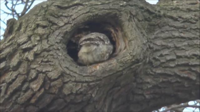 Little Owl Athene noctua female preening on a cold winter's day смотреть онлайн