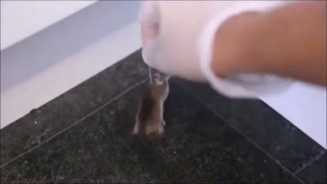 JUST 2 EASY TIPS FOR RAT || Kill rats with 2 Magic Way || TWO EASY TIPS || Get Rid of Mouse & Rats смотреть онлайн