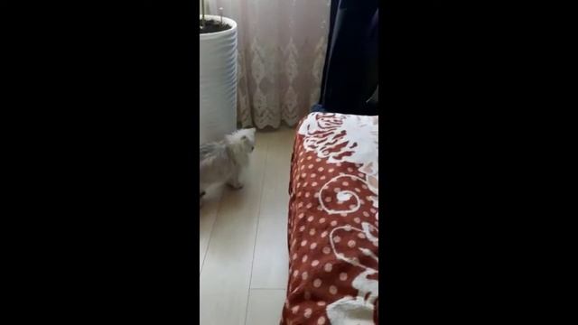 Умная игрушка для кошек Айсик и электро мячик смотреть онлайн