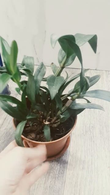 #пересадка #пересадкаорхидеи #орхидеи #цветы #цветыдома