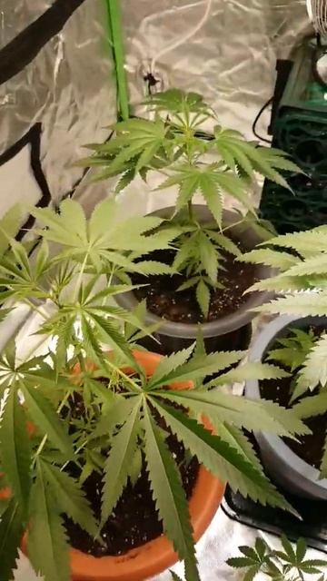 (Hanf Grower TV) Amnesia Haze Pflanzen Indoor Grow