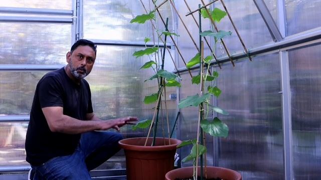 How to care for bottle gourd plant to get high yield смотреть онлайн