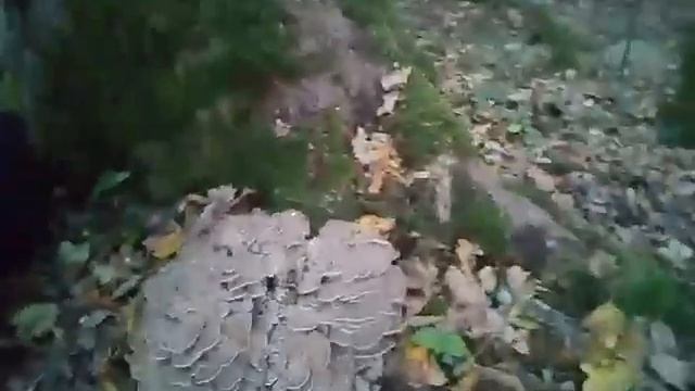Первый баран 2018 смотреть онлайн