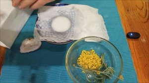 Мимоза комнатная - посадка 8 марта 2025