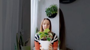 Секрет красивых листьев пеперомии арбузнрй.