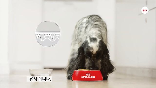 로얄캐닌 독 더마컴포트 смотреть онлайн
