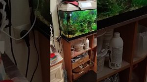 аквариумный интерес