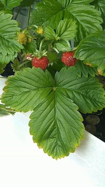 земляника на балконе, в горшке смотреть онлайн